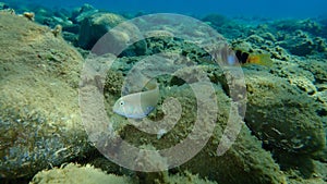 Pearly razorfish or cleaver wrasse Xyrichtys novacula and painted comber Serranus scriba undersea.