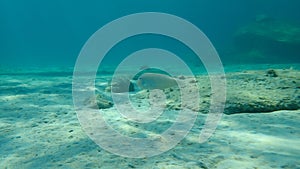 Pearly razorfish or cleaver wrasse Xyrichtys novacula undersea, Aegean Sea, Greece.