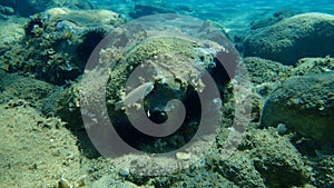 Pearly razorfish or cleaver wrasse Xyrichtys novacula undersea, Aegean Sea, Greece.