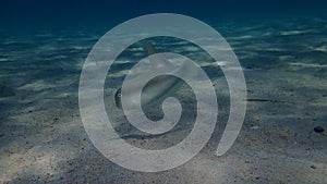 Pearly razorfish or cleaver wrasse (Xyrichtys novacula) undersea, Aegean Sea, Greece