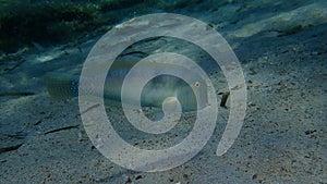 Pearly razorfish or cleaver wrasse (Xyrichtys novacula) undersea, Aegean Sea, Greece