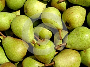 Pears