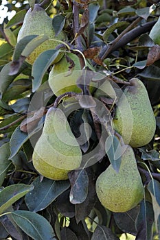 Pears