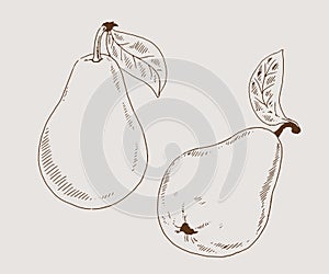 Pears 2 sketch vector illustration