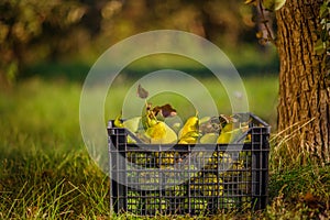 Pears in a black plastic box, taken by hand.