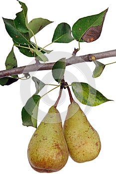 Pears on a branch.