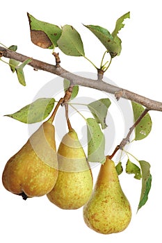 Pears on a branch.