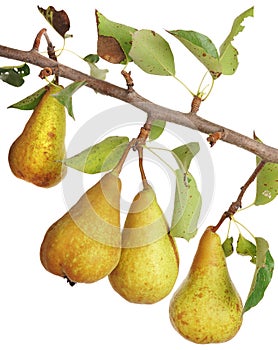 Pears on a branch.