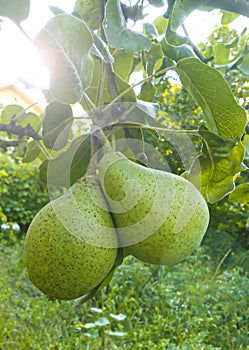 Pears on a branch close-up. Fruit pear trees in the garden
