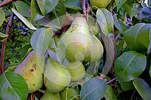 Pears on a branch with green leaves ripen in the garden