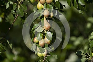 Pears bunch on branch of tree, first autumn harvest, fruits, eco gardening. Healthy living. Close up