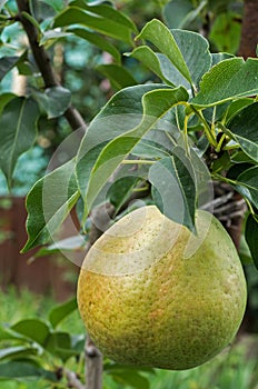 Pears on the columnar pear tree