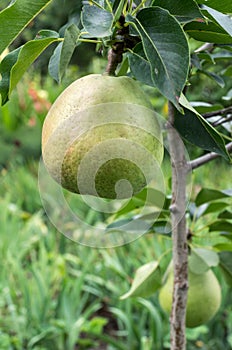 Pears on the columnar pear tree in the summer garden