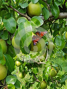 Pears in contrast with large butterfly