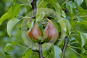 Pear named Harrow Sweet Pyrus, two fruits before harvest on the tree photo