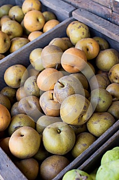 Pears at Detering Farm in Eugene Oregon photo