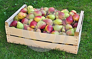 Pears - fruit crop yield photo