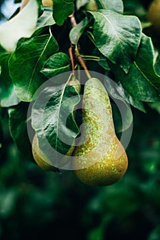 Pears on the garden trees