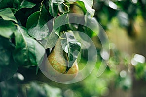 Pears on the garden trees