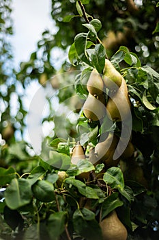 Pears on the garden trees