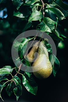 Pears on the garden trees