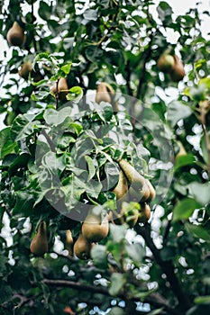 Pears on the garden trees