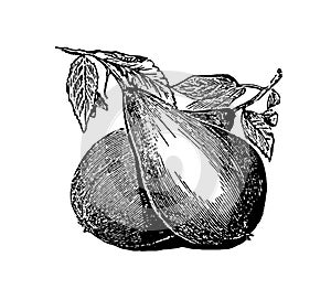 Pears vintage illustration in black and white