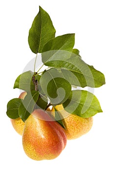 Pears and green leafs