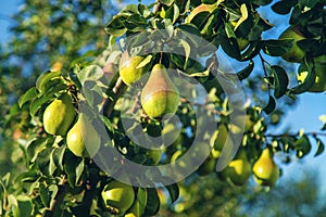 Pears grow on a tree in the garden. Selective focus.