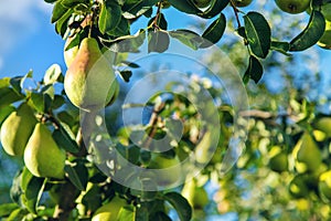 Pears grow on a tree in the garden. Selective focus.