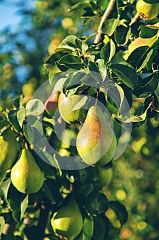 Pears grow on a tree in the garden. Selective focus.