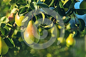 Pears grow on a tree in the garden. Selective focus.