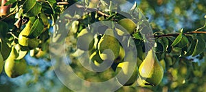 Pears grow on a tree in the garden. Selective focus.