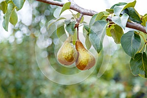 Pears grow on tree. 2 ripe pears grow on tree in garden. Delicious ripe pear fruits during autumn harvest at farm in orchard