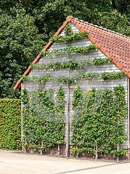 pears growing against wooden garden house, espalier fruit wooden wall