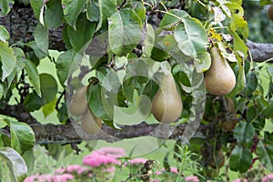 Pears growing in garden