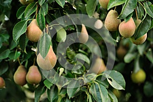 Pears Growing on Pear Tree