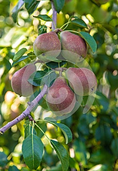 pears growing on a pear tree. pear garden selective focus