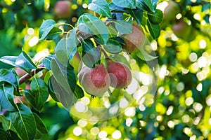 pears growing on a pear tree. pear garden selective focus