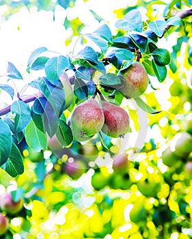 pears growing on a pear tree. pear garden selective focus