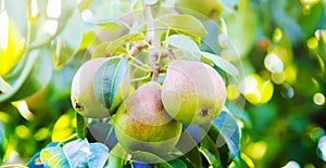 pears growing on a pear tree. pear garden selective focus