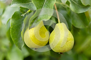 pears growing on a pear tree. pear garden selective focus