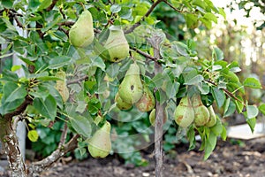 Pears growing on a pear tree