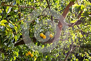 pears growing on a pear tree with sunlight shining through the leaves