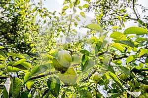 Pears hanging on branches with fresh green leafs