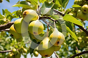 pears hanging low on a tree branch