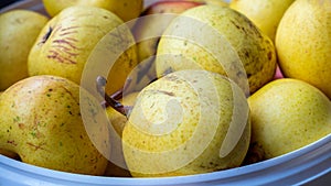 Pears. Harvested fruits close-up