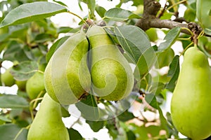 Pears among leaves. Pear on a branch. Green unripe fruits close up. Selective focus