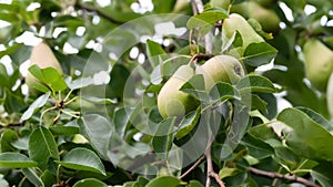 Pears among leaves. Pear on a branch. Green unripe fruits. Fruit garden. Selective focus