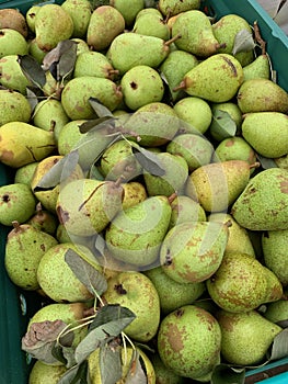 Pears